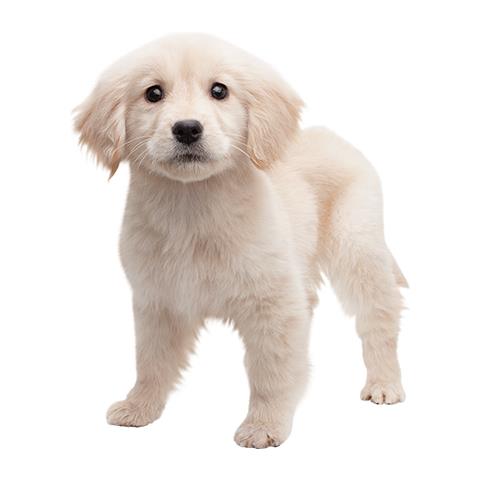 gs + Cats: Golden Retriever, 3DS Basico 3DS Francese videogioco - Foto 8