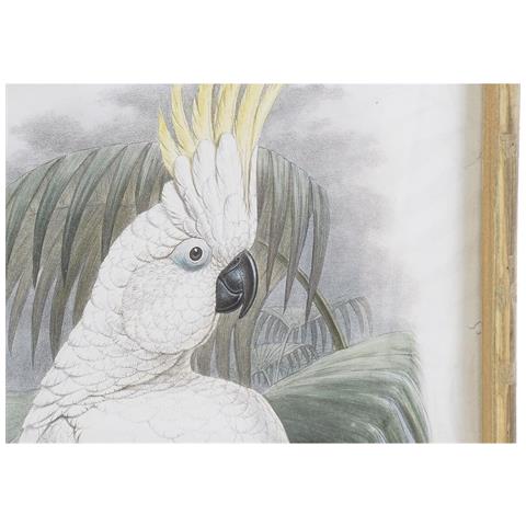Quadro Dkd Home Decor 50 X 2,8 X 70 Cm Coloniale Pappagallo (2 Unità) - Foto 3