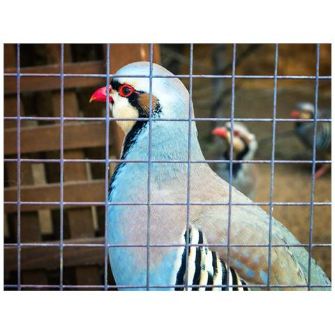 90m X 1m Rete Per Voliera, Griglia Metallica, Rete Saldata, Rete Metallica Zincata A Caldo - Foto 8