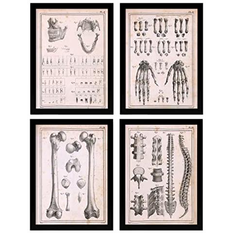 Set Di 4 Stampe Poster Di Anatomia Umana Colonna Vertebrale Mani E Mascella Illustrazioni Di Biologia E Medicina In Vintage E Senza Cornice A4 - Foto 1