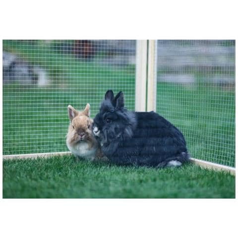 Recinto Esterno Per Animali Domestici Vario Legno Marrone 84399 - Foto 4