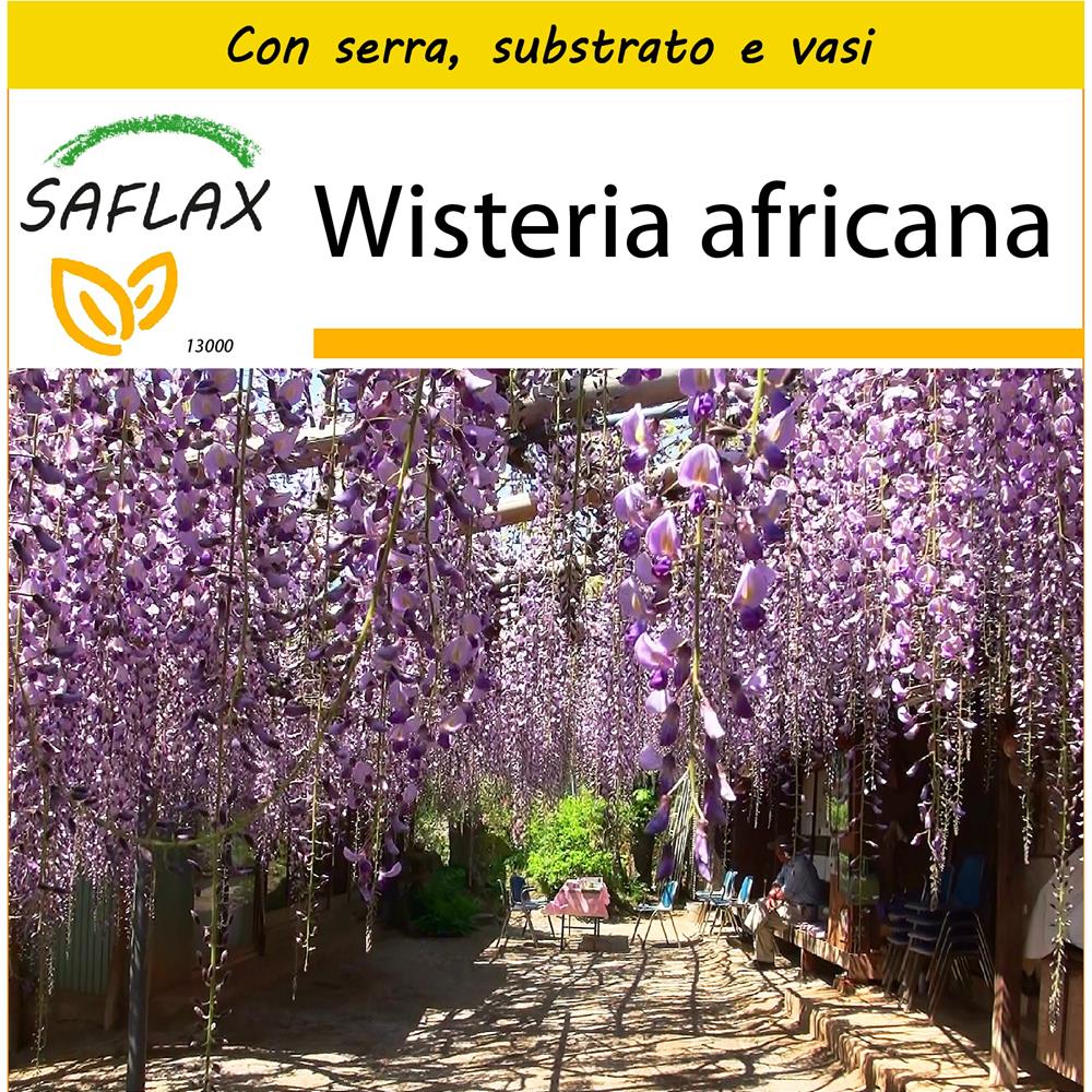 Glicine africano Bolusanthus speciosus SAFLAX 15 semi 