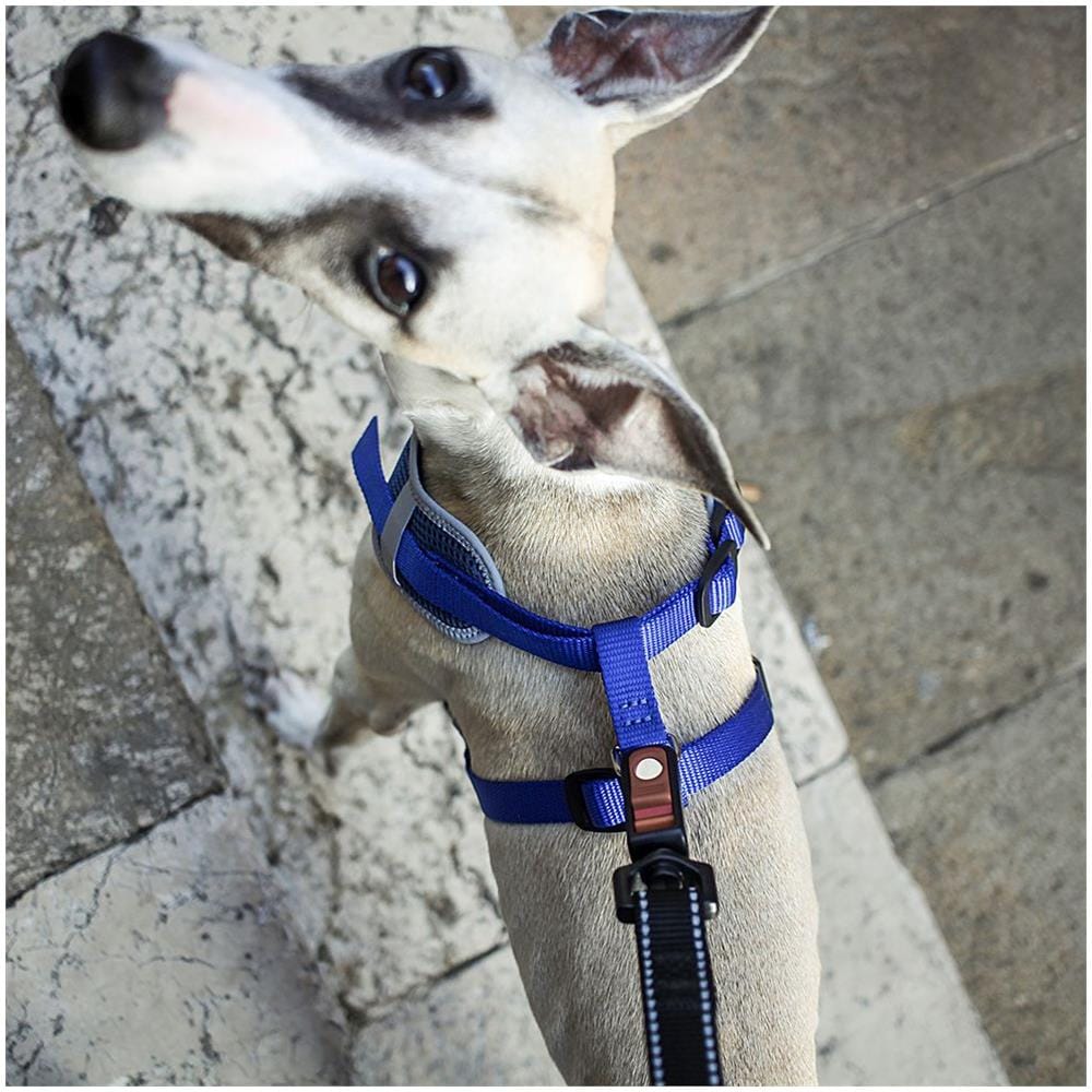 Pettorina Nikita S Blu 75468725 - Foto 5