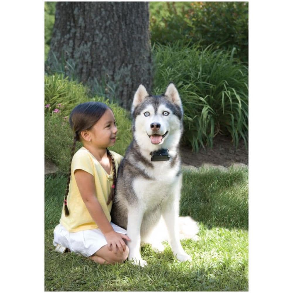 Recinto Interrato Grande Per Cani >3,6 Kg 6091 - Foto 2