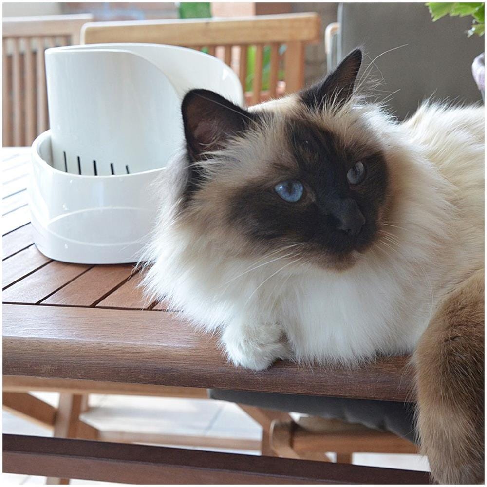 Fontanella Per Gatti E Piccoli Cani Vega, 2 Litri, Con Protezione Antibatterica Permanente, Effetto A Sorgente Acqua Pulita Filtrata, Filtro Al Carbone Attivo Incluso - Foto 8