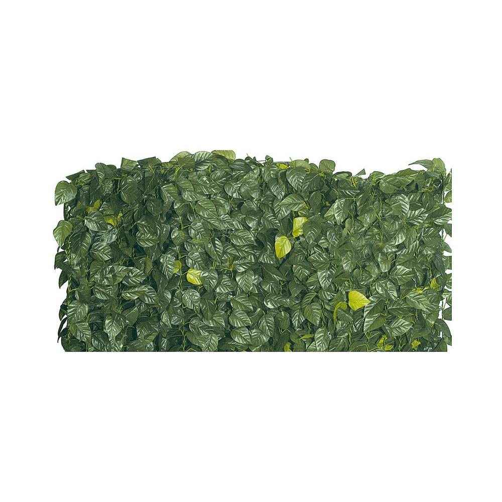 Siepe Sempreverde Lauro - Foto 1