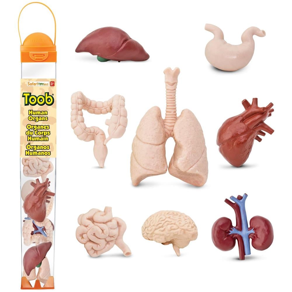 Safari Ltd Organi Umani Toob - 8 Mini Figurine Tra Cui Cervello, Cuore, Polmoni, Fegato, Reni, Stomaco E Intestino - Figure Giocattolo Educative Di Anatomia Per Ragazzi, Ragazze E Bambini Dai 3 Anni In Su - Foto 1