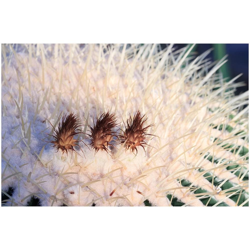 Cine DS DS135M-NEX, Telefoto, SLR, 11/7, Sony E, Full frame, Sony - Foto 18