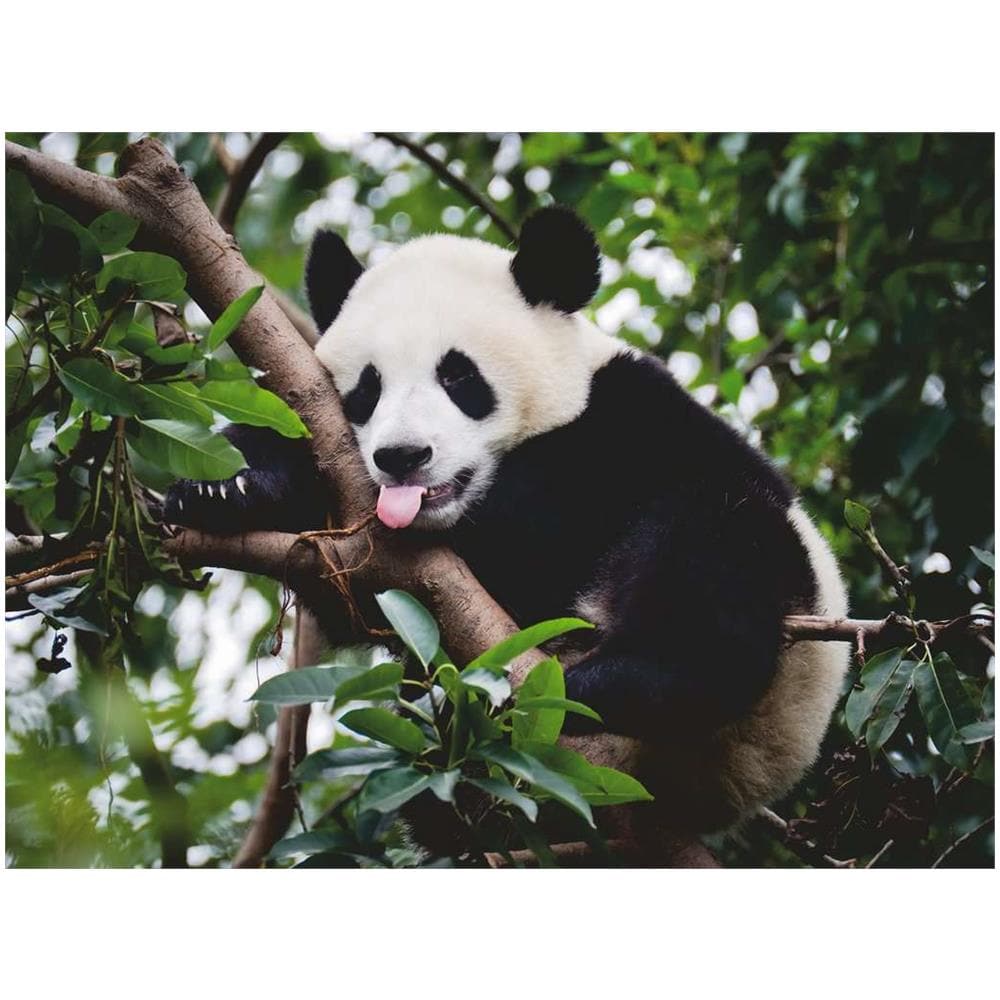 Puzzle 500 Pezzi Panda - Ravensburger (16989) - Foto 2