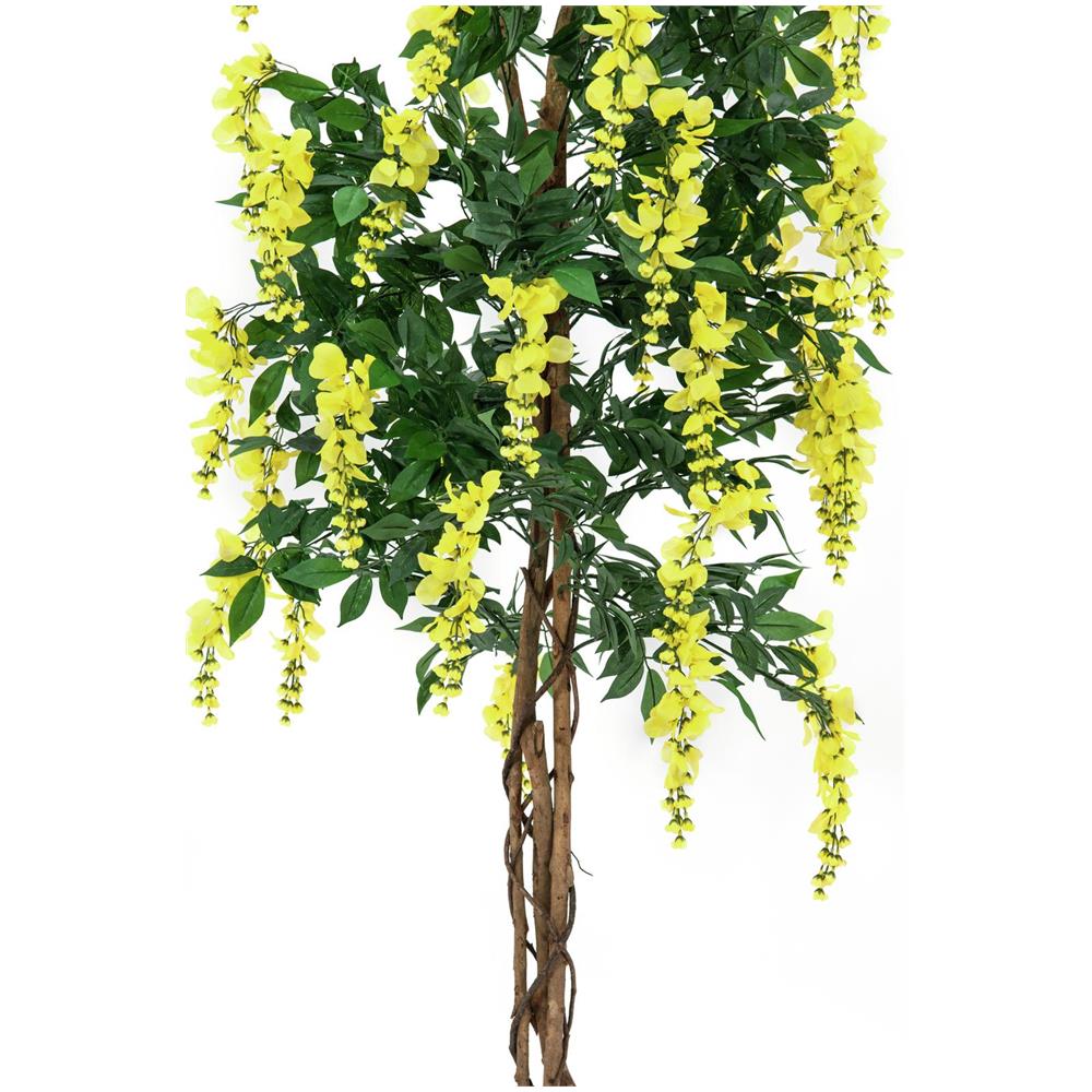 Glicine, Giallo, 150cm - Foto 1