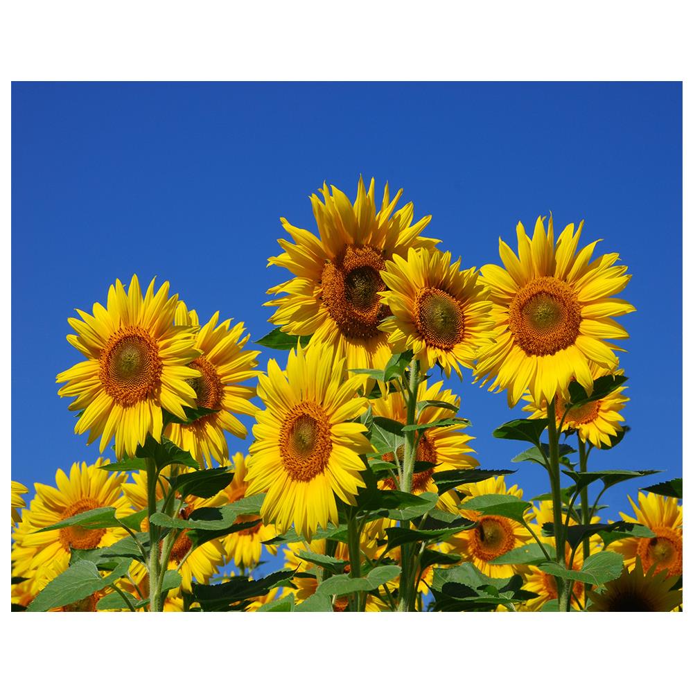 Stampa su tela - Girasoli - Quadro su Tela, Decorazione Parete cm. 80x100 - Foto 1