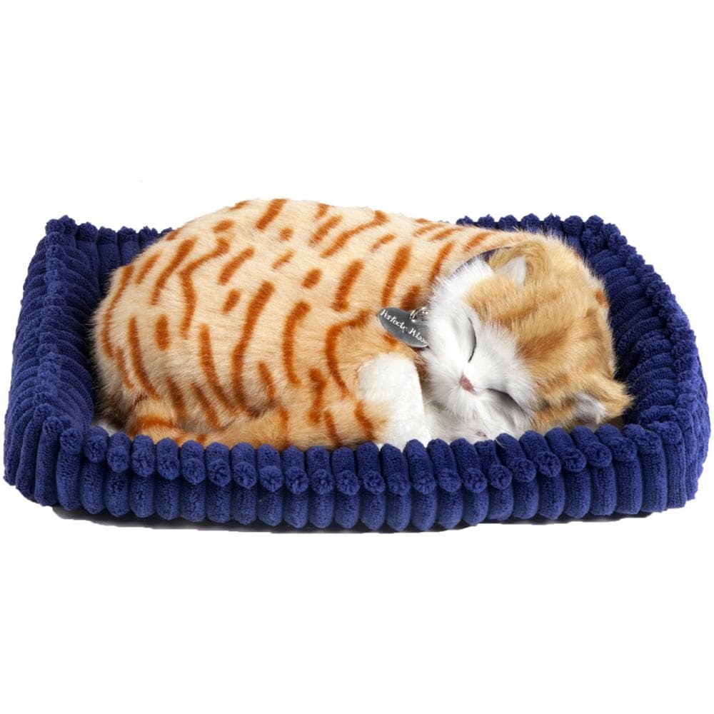 Tabby Arancione Chiaro 92547 - Foto 1