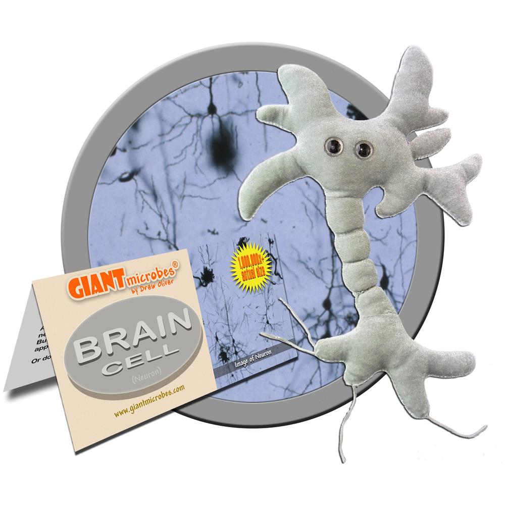 Giantmicrobes Peluche Delle Cellule Cerebrali - Scopri La Scienza Del Cervello Con Questo Memorabile Neurone Di Peluche, Divertente Regalo Educativo Per La Famiglia, Gli Amici, Gli Scienziati, Gli Studenti, I Medici, Gli Appassionati Di Neuroscienze E Ps - Foto 2