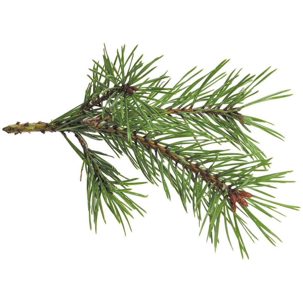 Profumo Per Candela - Foresta - 27 Ml - Foto 1