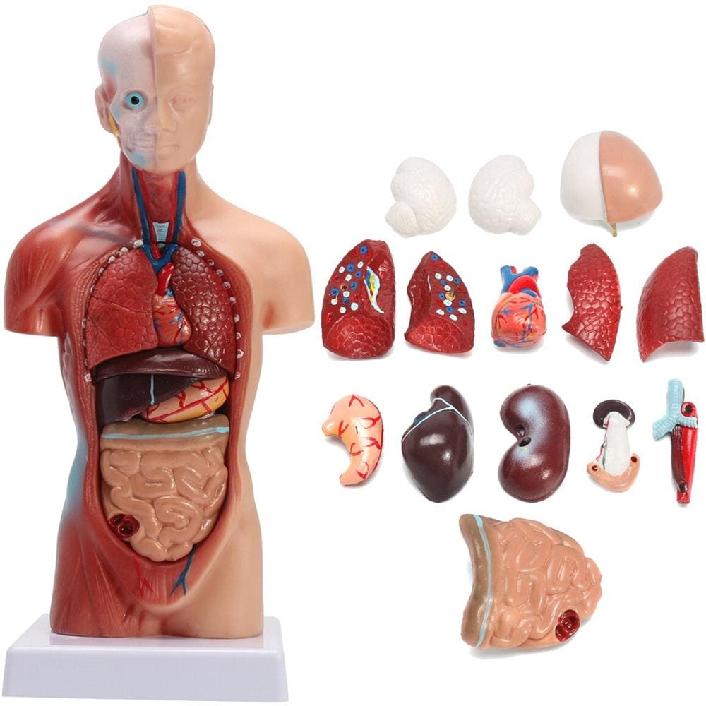 Modello del torso di anatomia umana - Modello del busto da 16,5 pollici - Modello educativo Modello del busto del corpo umano per lo strumento di ricerca dimostrativa dell'insegnamento della scienza