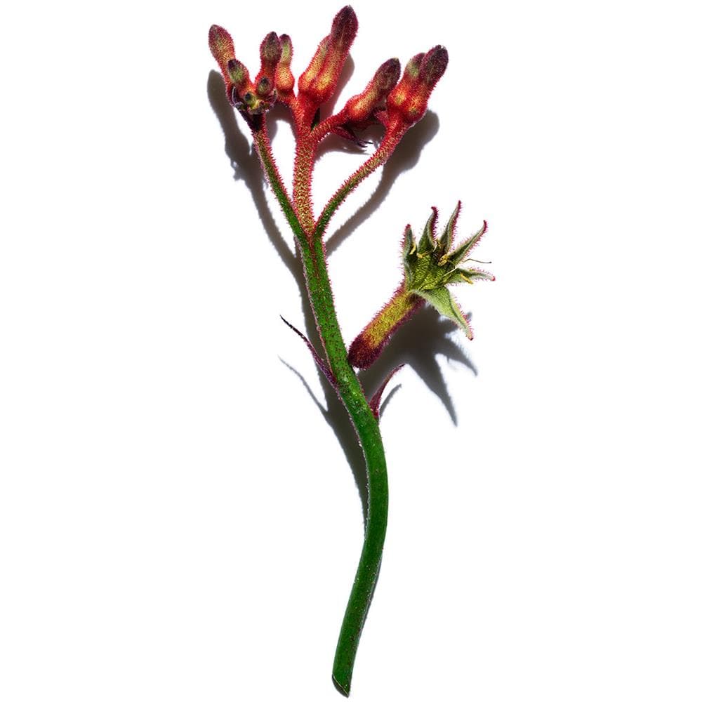 Extra-Firming Crema Antirughe Tutti i tipi di pelle 50ml - Foto 9