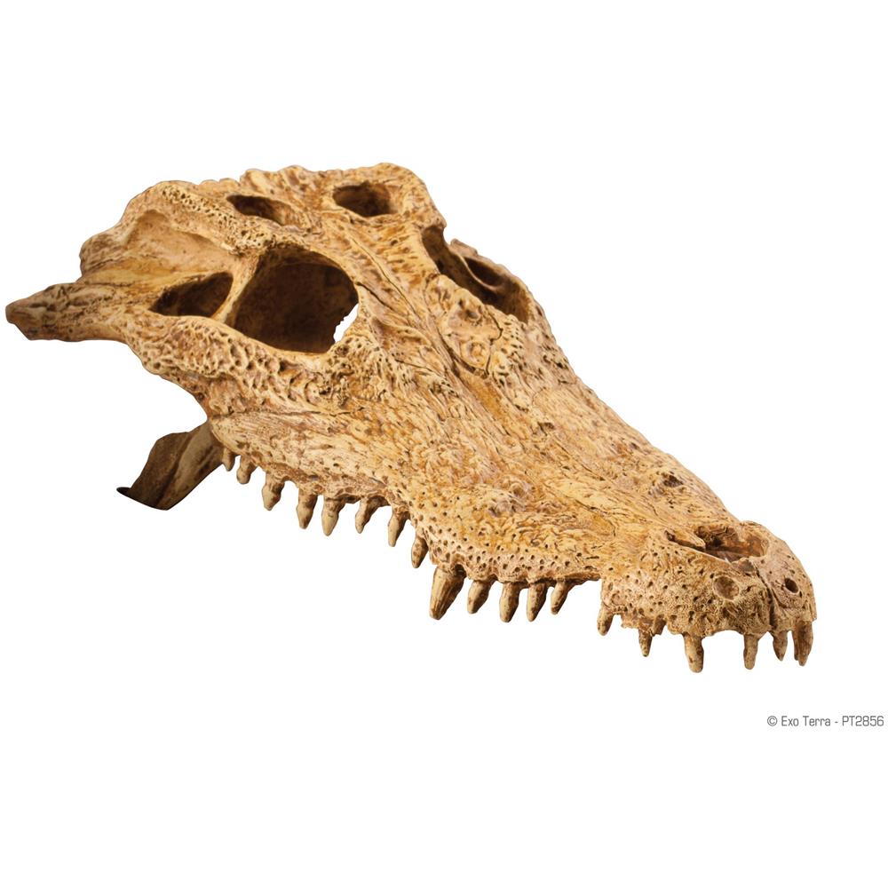 Teschio Di Coccodrillo (crocodile Skull) - Nascondiglio Per Rettili - Foto 1