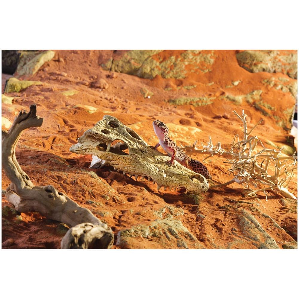 Teschio Di Coccodrillo (crocodile Skull) - Nascondiglio Per Rettili - Foto 2
