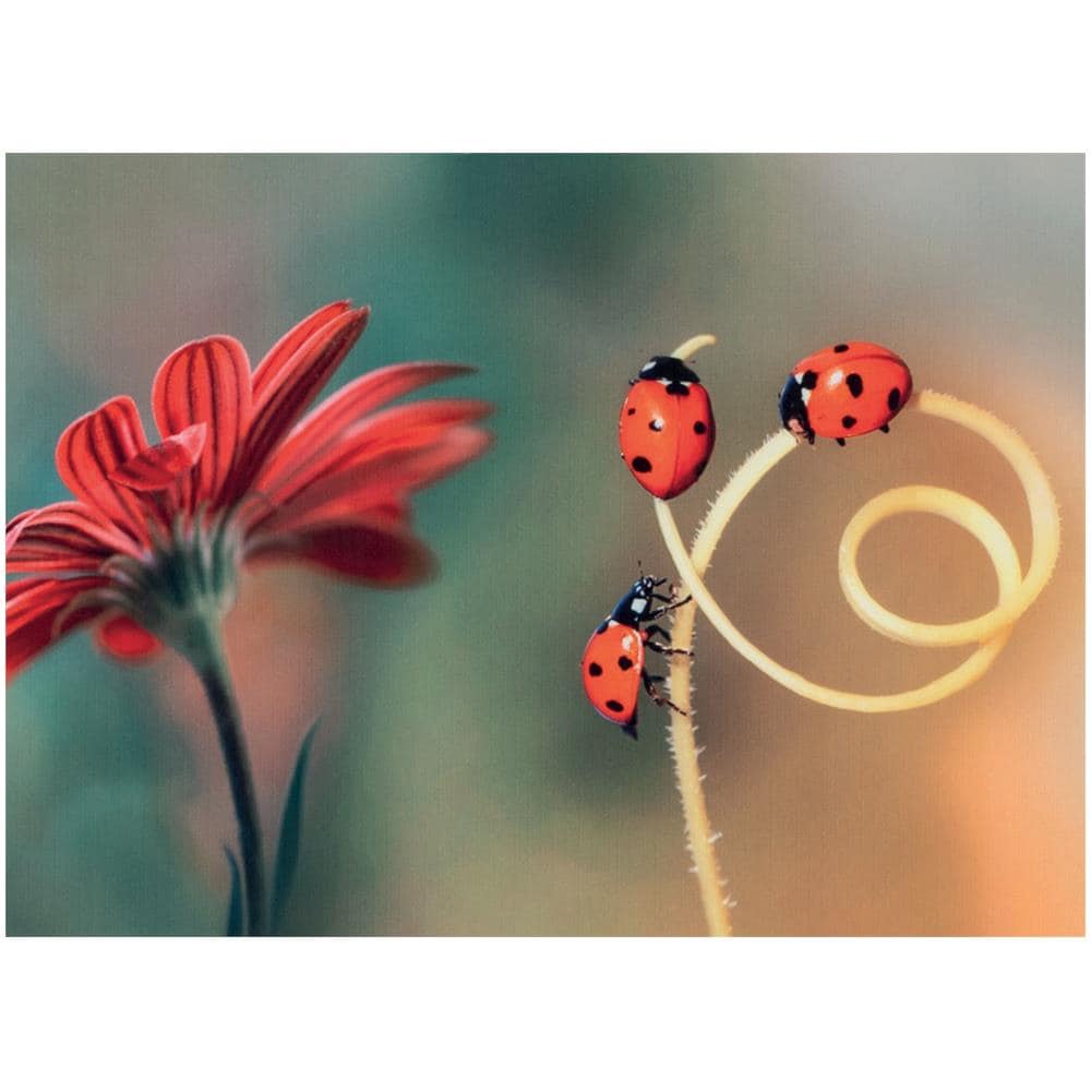 Tappeto Passatoia Cucina Antiscivolo Stampa Digitale Sprinty Varie Fantasie 52x115 Fortuna - Foto 2