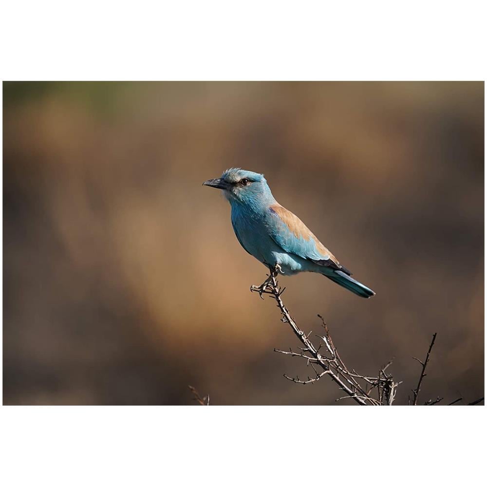 Zoom SEL200600G 200/600MM F5.6-6.3G OSS - Foto 2