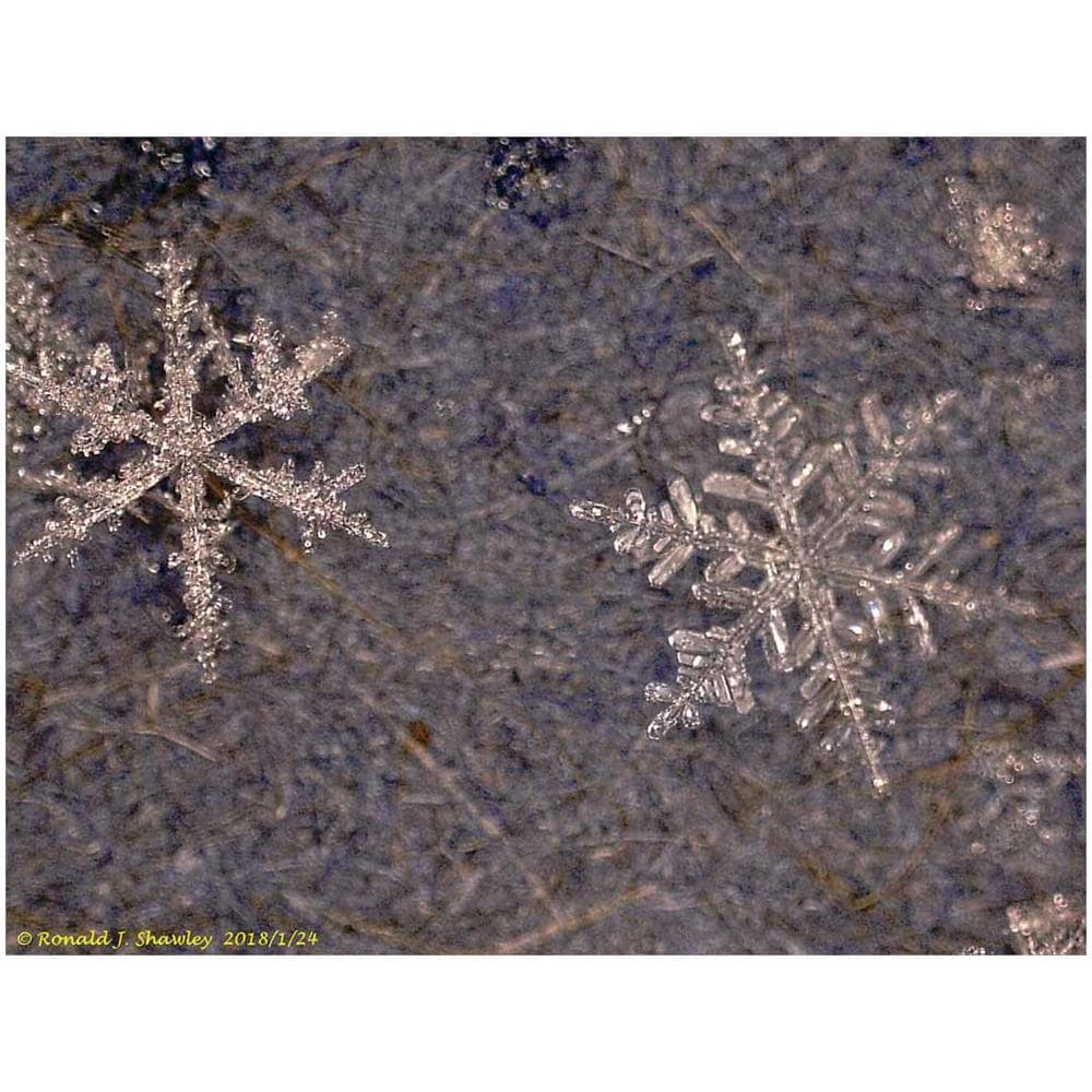 Microscopio Digitale Levenhuk Dtx 500 Lcd - Foto 3