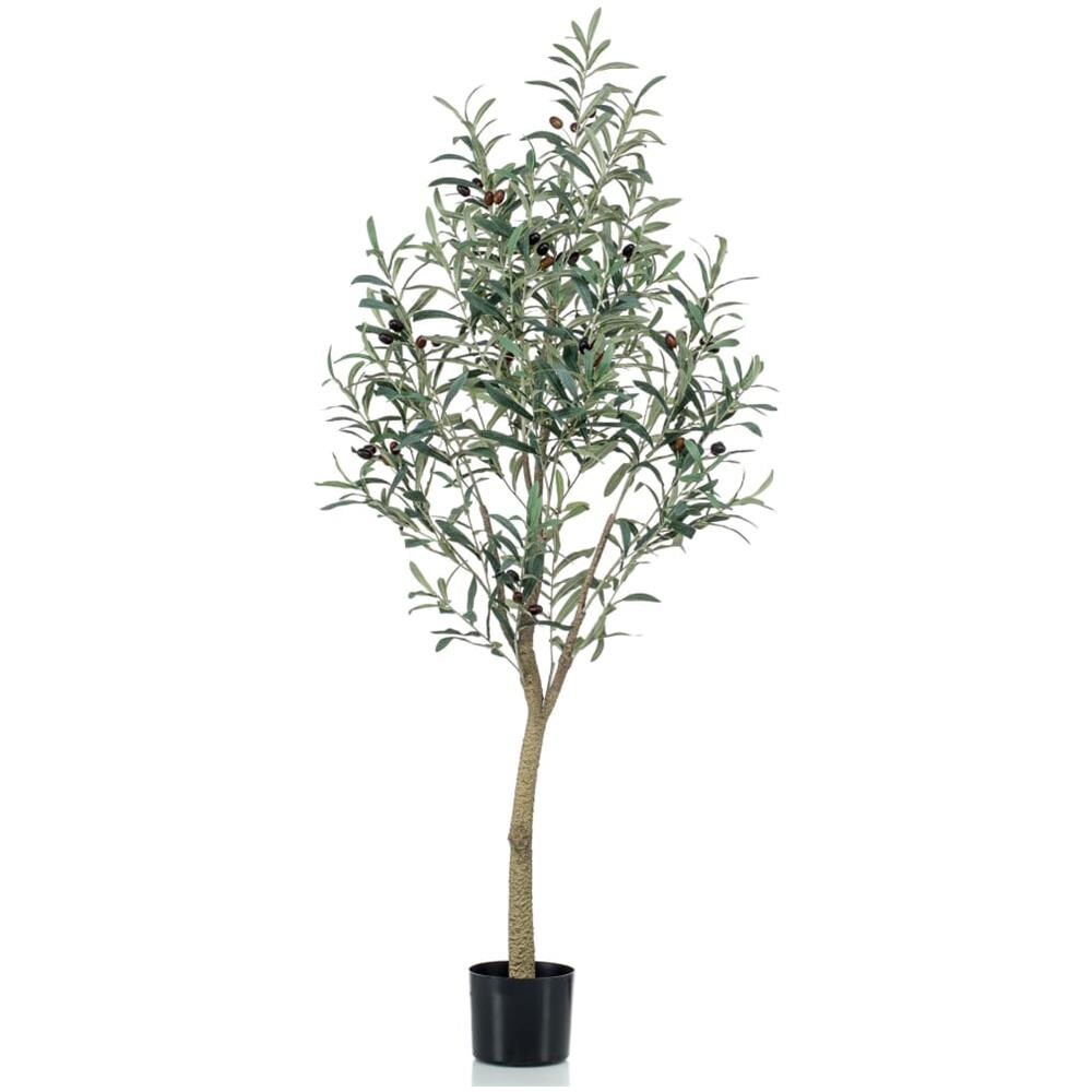 Pianta Di Olivo Arbosana In Vaso Diametro 18 – Vivaio Garden Forest - Foto 8