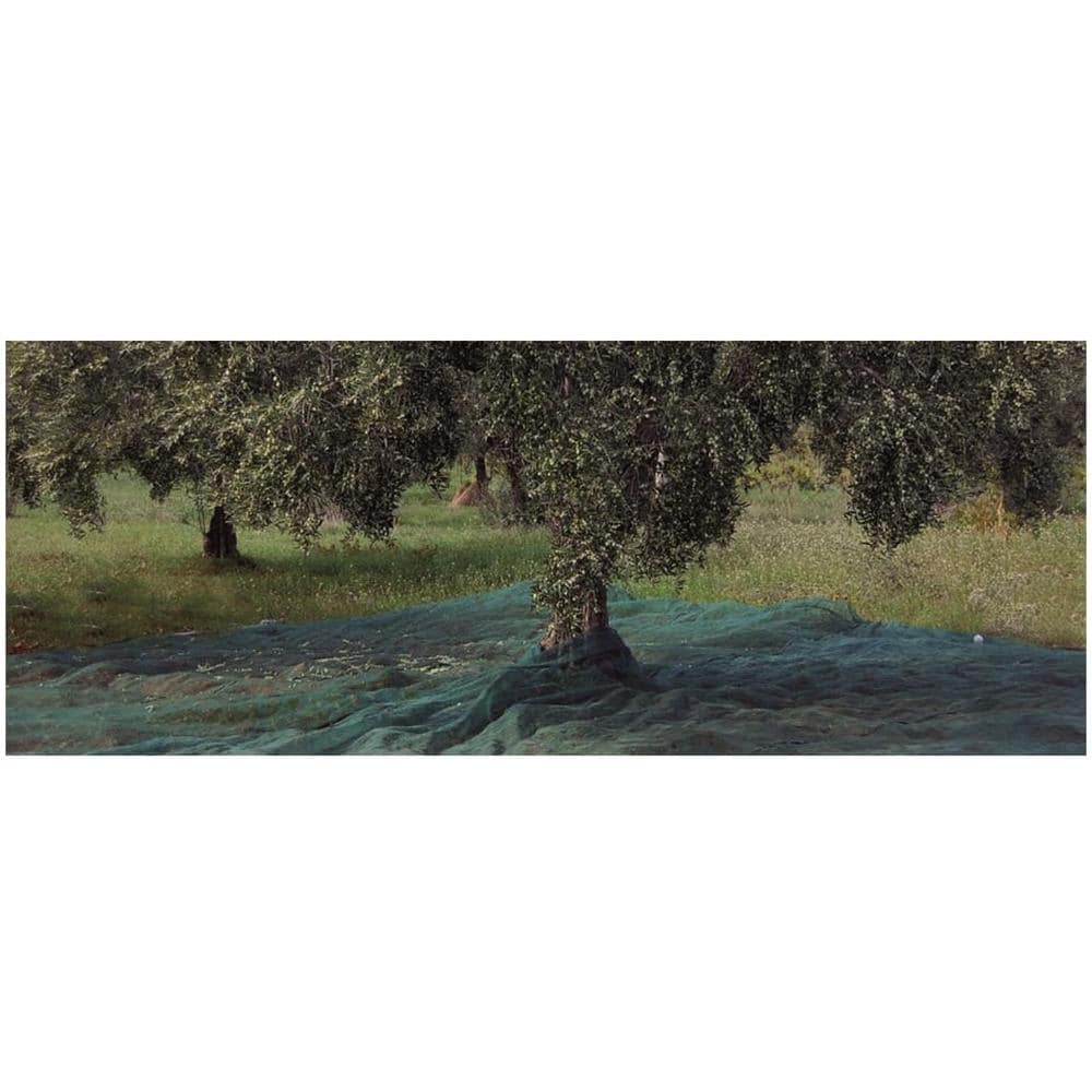 Rete 6x10 m telo antispina con angolo rinforzato ideale per raccolta olive - Foto 4