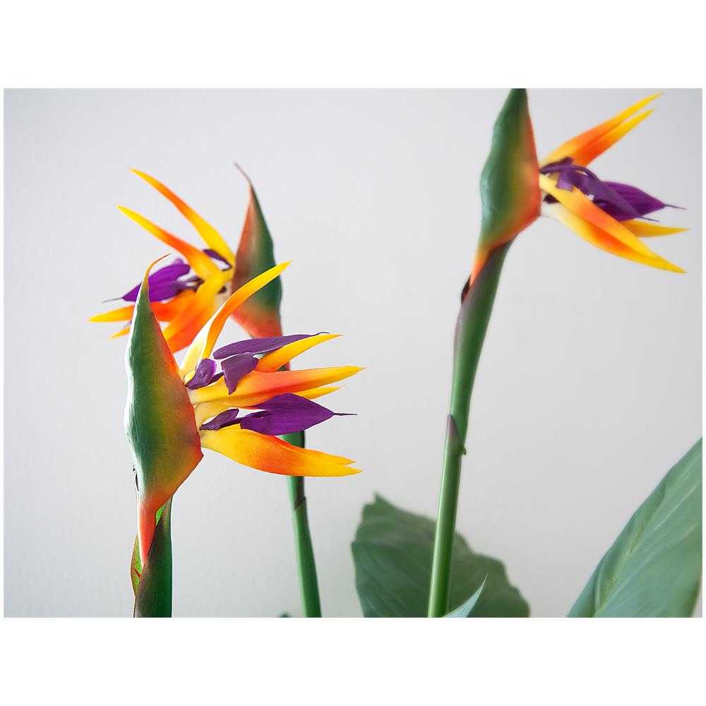 Bird-of-paradise Flower, Artificial Plant, 90cm - Foto 3