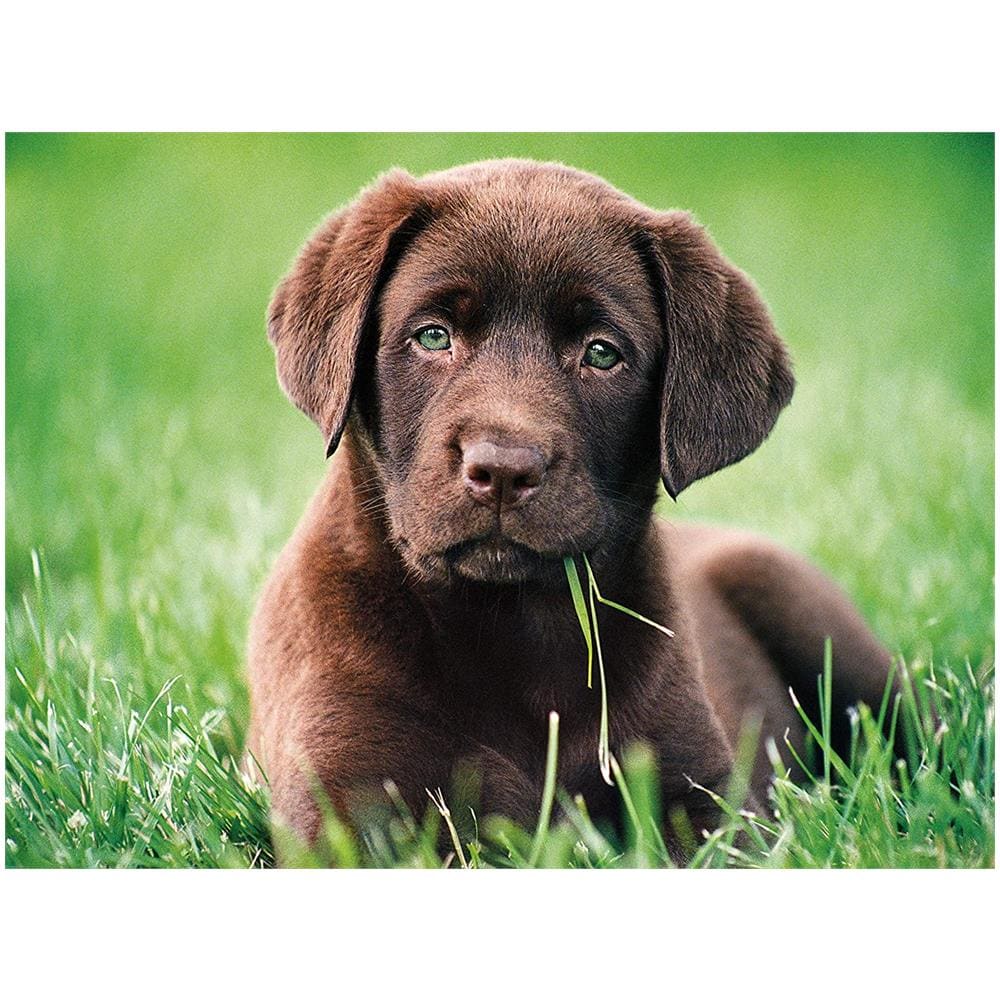 Puzzle da 500 pezzi - High Quality Collection: Chocolate Puppy 35072 - Foto 2
