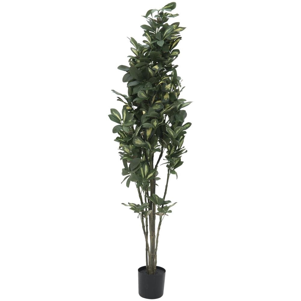 Schefflera, 120cm - Foto 1