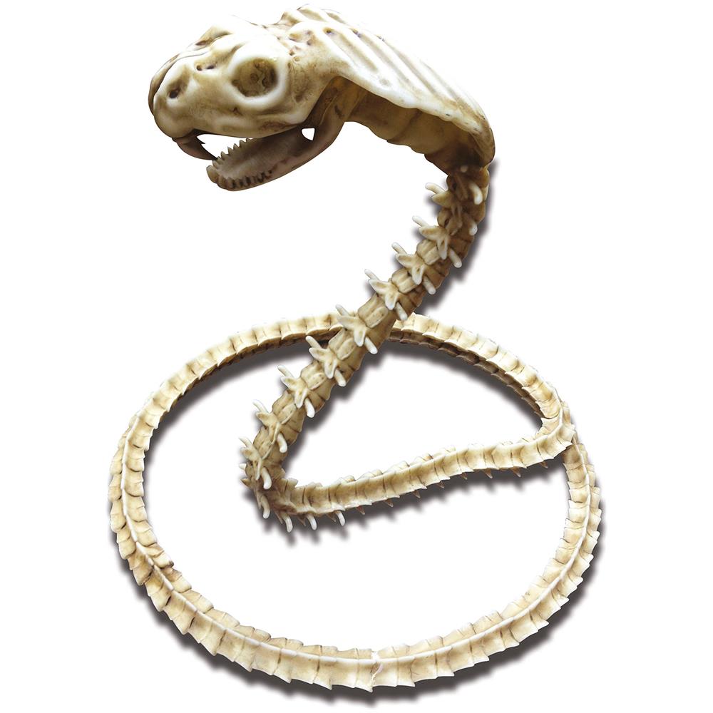 Scheletro di cobra 50 x 43 x 13 cm - Foto 1