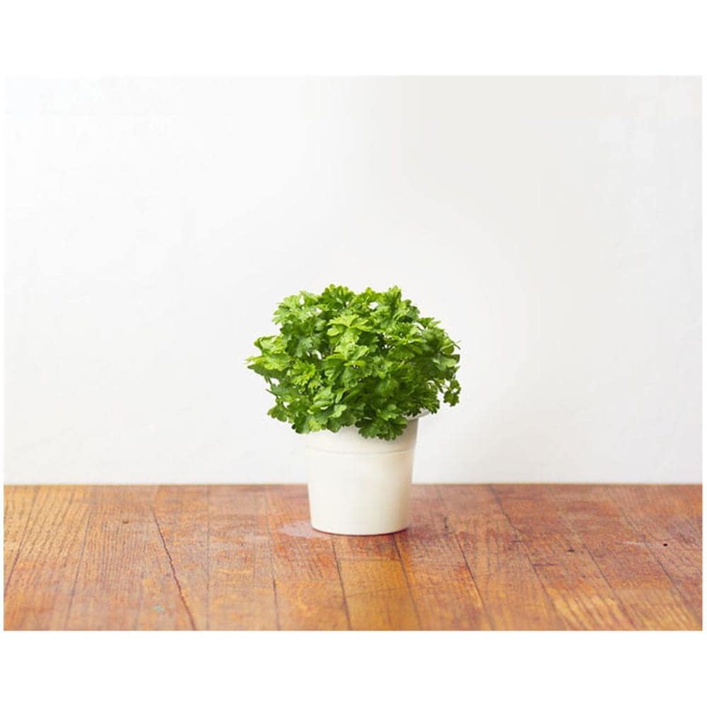 Semi Smart Garden Per Il Giardino Di Casa - Prezzemolo - Foto 3