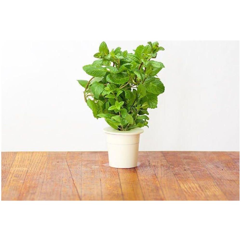 Semi Smart Garden Per Il Giardino Di Casa - Menta Piperita - Foto 3