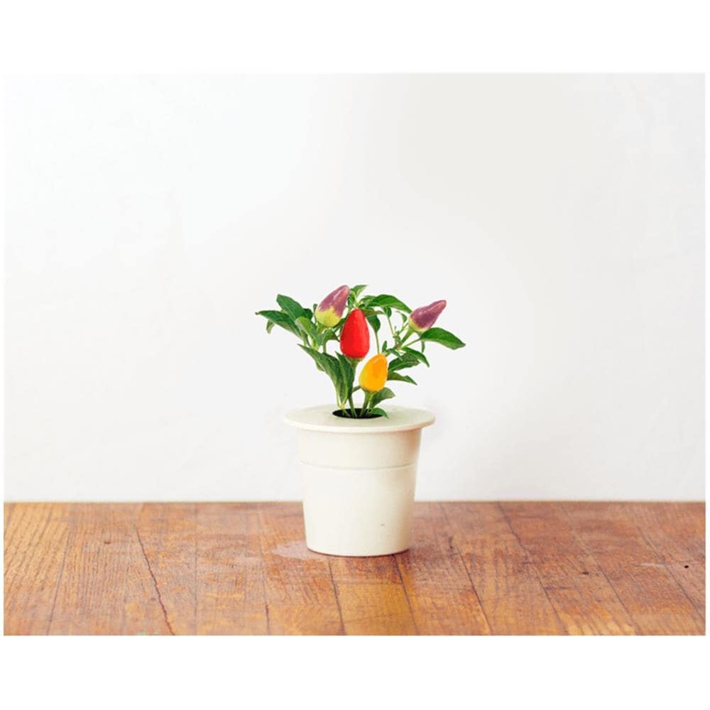 Semi Smart Garden Per Il Giardino Di Casa - Peperoncino - Foto 2