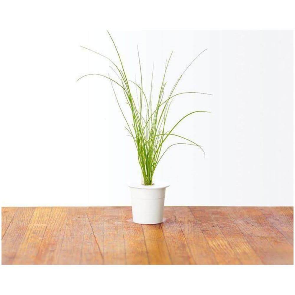 Semi Di Erba Cipollina Smart Graden Click & Grow 3 Piantine - Foto 2