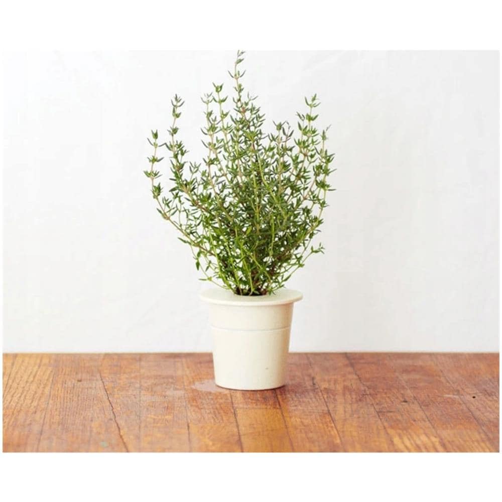 Semi Timo Smart Graden Click & Grow 3 Piantine Da Giardino - Foto 3