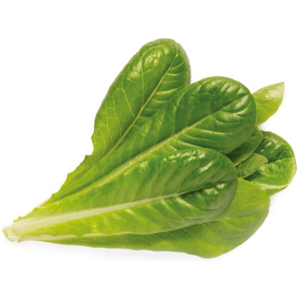 Semi Smart Graden Click & Grow Romaine Lettuce Grain 3 Piantine - Foto 2