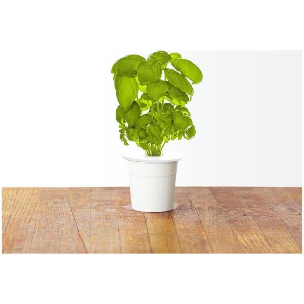 Semi Bean Basil Smart Garden Click & Grow 3 Piantine Da Giardino - Foto 3