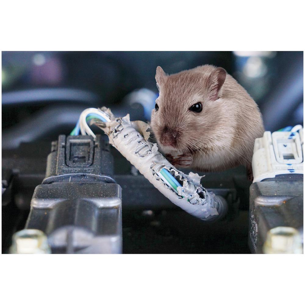 Repellente Ad Ultrasuoni Per Roditori - 12v - Foto 3