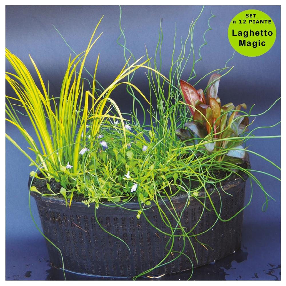 Multipack Da 12 Piante Palustri Per Laghetto Con Terriccio E Cesto - Foto 1