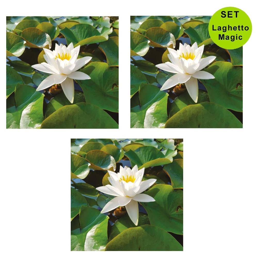 Multipack Da 3 Pz Ninfea Bianca Pianta Per Laghetto In Vaso Piante Acquatiche Laghetto Magic - Foto 1
