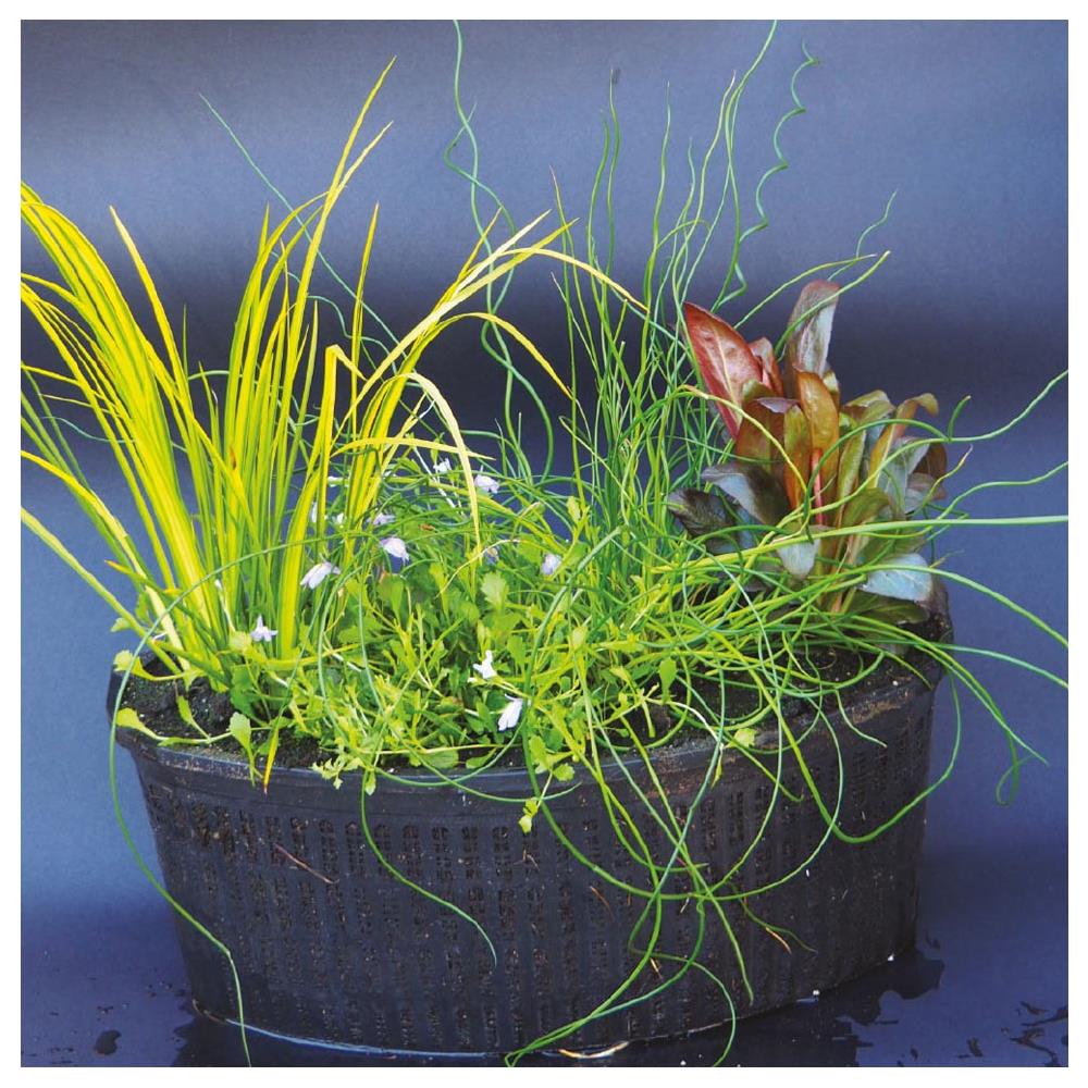 Multipack Da 4 Piante Palustri Per Laghetto Con Terriccio E Cesto Quadrato 20 Cm - Foto 1