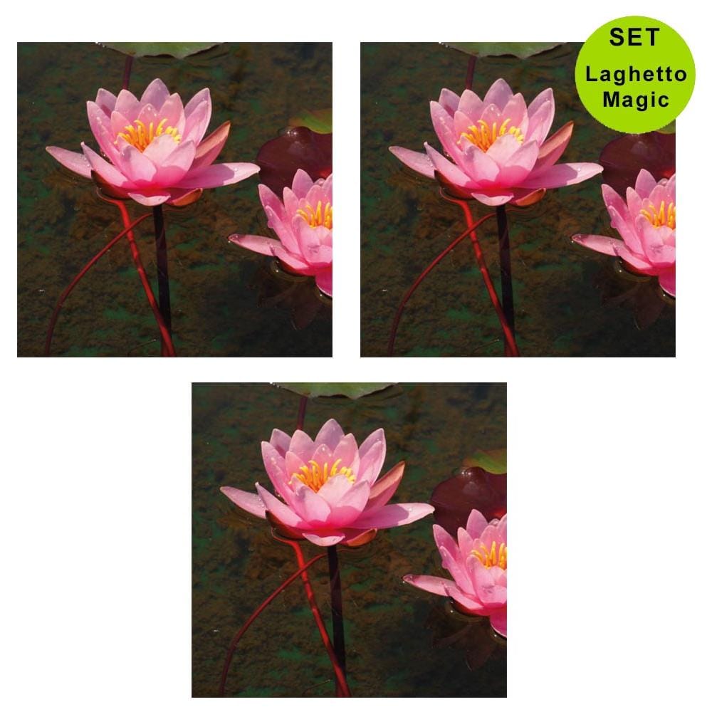 Multipack Da 3 Pz Ninfea Rosa Pianta Per Laghetto In Vaso Piante Acquatiche Laghetto Magic - Foto 1