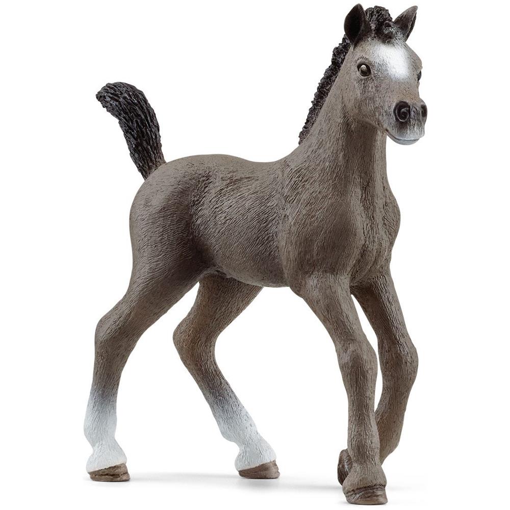 PULEDRO CHEVAL DE SELLE FRANCAIS - Foto 1