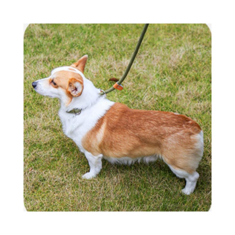 Guinzaglio Per Cani - Foto 4