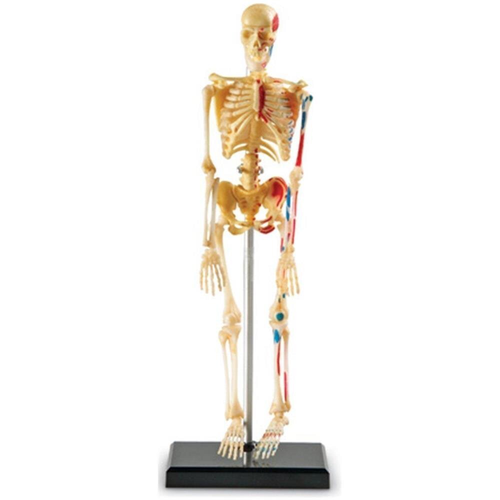 Decorazione Medica Originale In Resina - Denti Rimovibili, Per Studio Medico O Decorazione Modello Teschio Umano - Foto 11