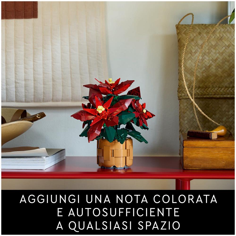 Stella di Natale - Foto 40