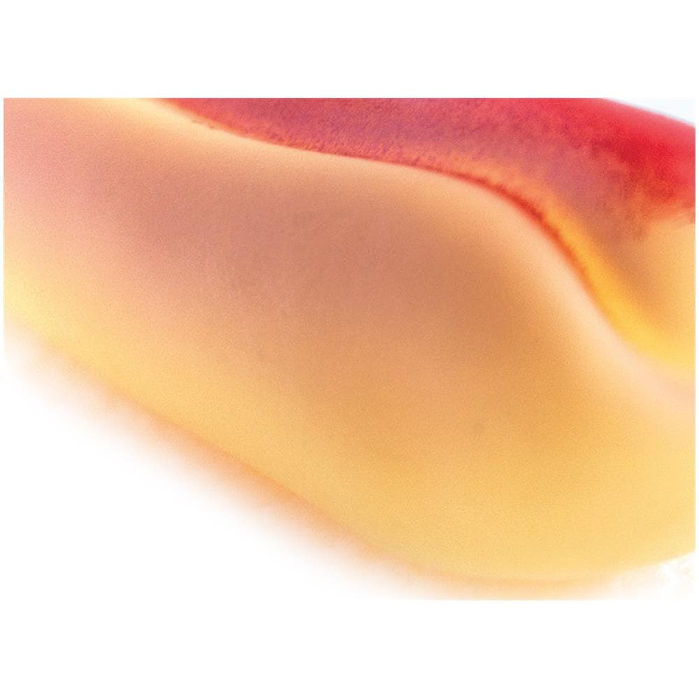 Set 2 Pezzi Gioco Pet Modello Food Hot Dog Resistente Per Animali Domestici - Foto 2