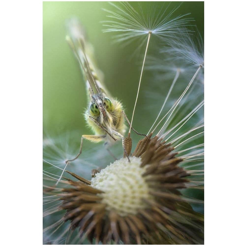 Laowa Ve10028n Lenti 100mm F / 2,8 2:1 Ulta Macro Apo - Foto 3