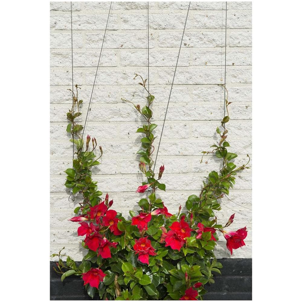 Set Cavi Per Pergolato Per Piante Rampicanti 6040760 - Foto 2